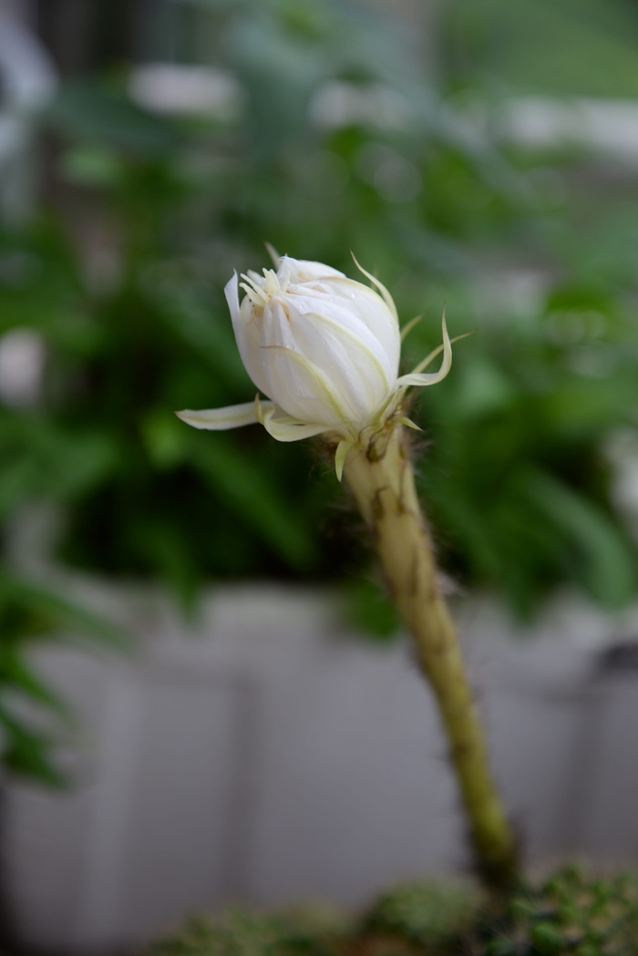 植物，花，花梨花，开花植物，脆弱，自然之美，脆弱，特写