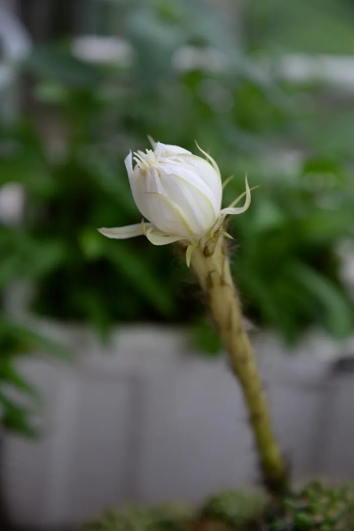 植物，花，花梨花，开花植物，脆弱，自然之美，脆弱，特写