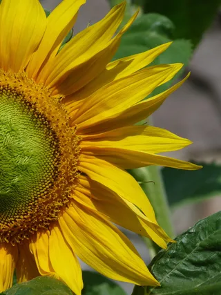 向日葵、自然、黄色、夏季、花园、图片、阳光、植物