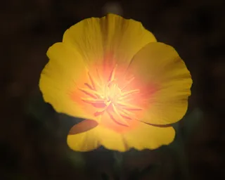 波兰，sierakowice，开花植物，花，自然之美，脆弱，花瓣，脆弱