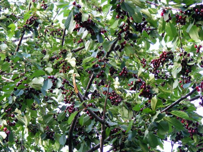 自然，水果，蔬菜，樱桃，甜味，树，叶子，水果