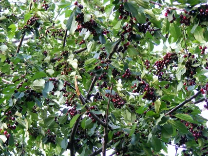 自然,水果,蔬菜,樱桃,甜味,树,叶子,水果 自然,水果,蔬菜,樱桃,甜味,树,叶子,水果