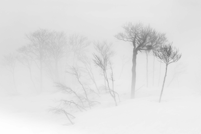 树木素描，裸露，树木，雾，白天，树，森林，雪