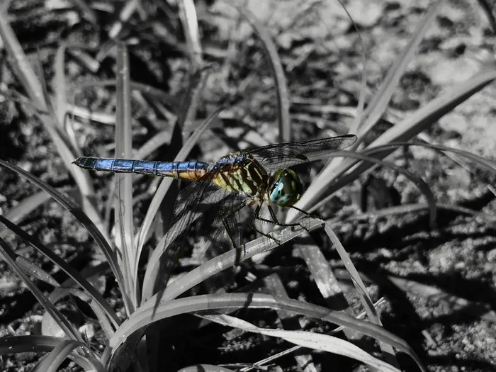 美国，热带草原，黑白，彩虹，蜻蜓，昆虫，彩色，动物主题