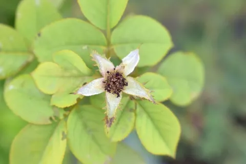 玫瑰花萼片,花萼,无花,自然,五角星形,植物,特写,叶 玫瑰花萼片,花萼,无花,自然,五角星形,植物,特写,叶