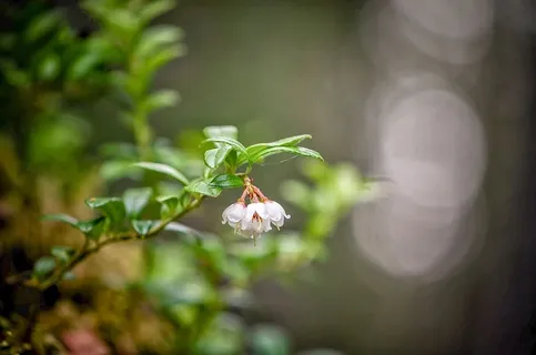 越橘枝,花序,越橘,花序,植物,花,自然之美,开花植物 越橘枝,花序,越橘,花序,植物,花,自然之美,开花植物