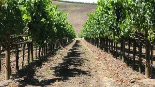 葡萄，葡萄藤，葡萄园，纳帕，植物，生长，树木，自然