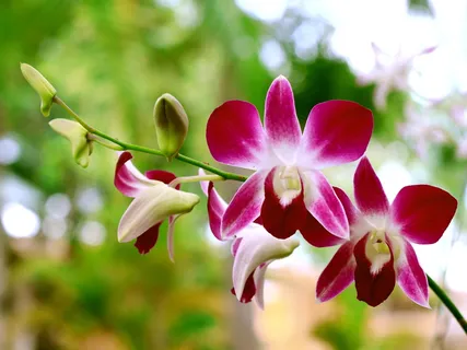 粉色兰花,黑色格子兰花,兰花,花朵盛开,花朵,植物,开花植物,脆弱 粉色兰花,黑色格子兰花,兰花,花朵盛开,花朵,植物,开花植物,脆弱