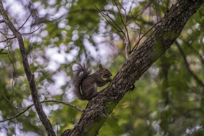 休斯顿, 美国, 长焦, 索尼, a7rii, 德州, 树, 植物