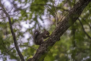 休斯顿, 美国, 长焦, 索尼, a7rii, 德州, 树, 植物