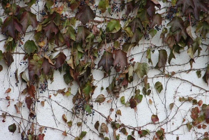 木材、壁纸、自然、琥珀、树叶、植物部分、常春藤、全框架