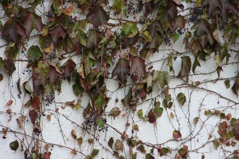 木材、壁纸、自然、琥珀、树叶、植物部分、常春藤、全框架