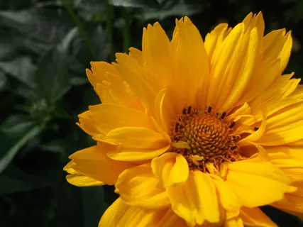 经典女孩眼睛、花朵、黄色、夏季、开花植物、花瓣、脆弱、清新 经典女孩眼睛、花朵、黄色、夏季、开花植物、花瓣、脆弱、清新