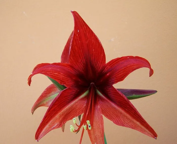 石蒜，球果花序，石蒜，球果，花序，球果花序，球茎植物，花，花头