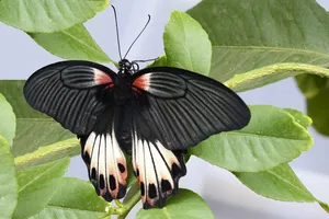蝴蝶、昆虫、翅膀、动物、黑、白、红、吸嘴