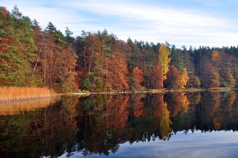 潮湿的湖泊，十一月，秋天，树，水，变化，宁静，倒影