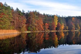 潮湿的湖泊，十一月，秋天，树，水，变化，宁静，倒影