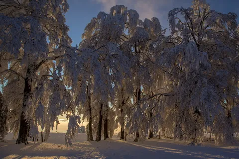 冬天，雪，冬天，寒冷，白色，光，树枝