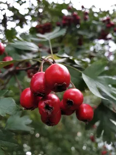 山楂、山楂,山楂的果实,药用植物,红色,水果,健康饮食,食品和饮料 山楂、山楂,山楂的果实,药用植物,红色,水果,健康饮食,食品和饮料