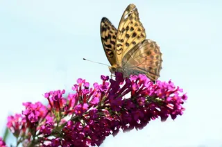 贝母，蝴蝶，自然，昆虫，夏天，探针，花，一种动物