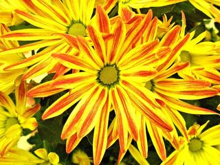 不是真名，但每个花瓣上的颜色看起来像是被艺术家的画笔触摸过。