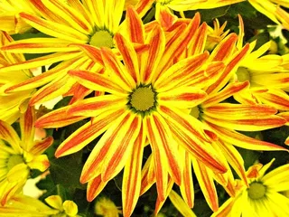 不是真名，但每个花瓣上的颜色看起来像是被艺术家的画笔触摸过。