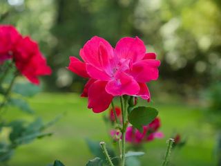 玫瑰园中一朵粉红色玫瑰的特写