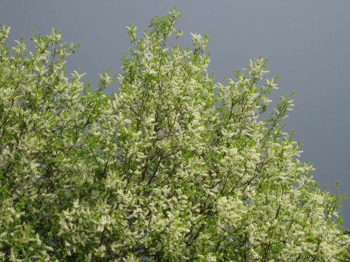 鸟樱花，鸟樱花，天空，春天，初夏，花序，雨前，植物
