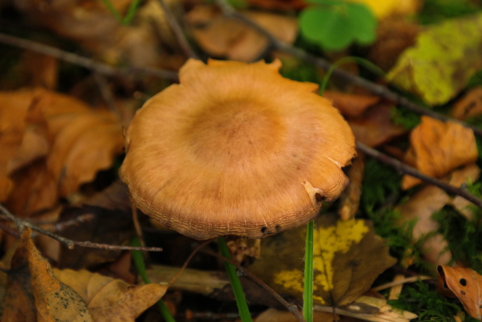 蘑菇，森林，蘑菇，森林，尖锐的格布凯尔特出头，红色cortinarius，c speciossismus，橙色spitz bumpy schleierling，有毒