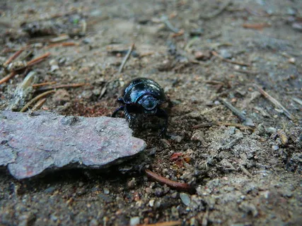 钻地甲虫、昆虫、粪便、野生动物、昆虫、生物学、昆虫学、科学 钻地甲虫、昆虫、粪便、野生动物、昆虫、生物学、昆虫学、科学