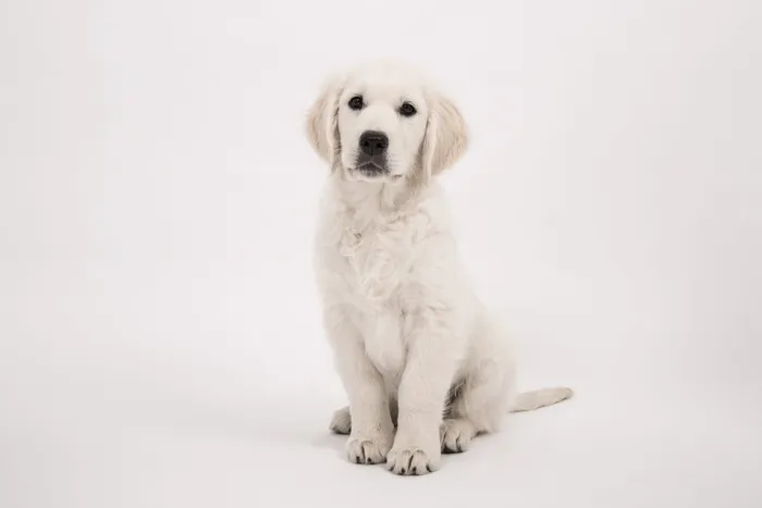 轻，奶油，拉布拉多犬，猎犬，小狗，狗，金毛猎犬，纯种狗