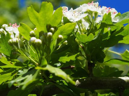 春天，美丽，山楂，自然，植物，生长，叶子，植物的一部分