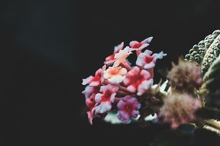 特写摄影中的红色马缨丹花