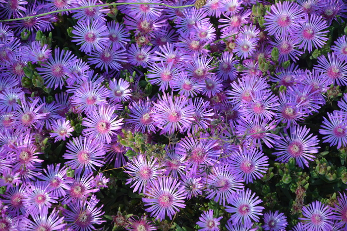 花，美丽，春天，自然，花瓣，花园，香水，颜色