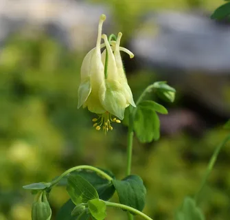 黄色花椰菜,花椰菜,新开,花,开花,开花,植物,花园 黄色花椰菜,花椰菜,新开,花,开花,开花,植物,花园