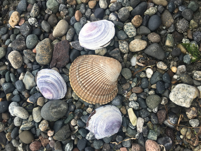 加拿大，樱桃山海滩，岩石，贝壳，海洋，固体，岩石，壳