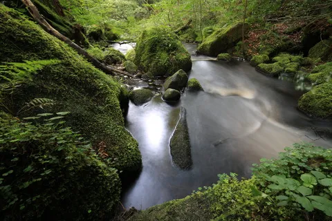 英国谢菲尔德,怀明溪,苔藓,长时间暴露,河流,绿色,植物 英国谢菲尔德,怀明溪,苔藓,长时间暴露,河流,绿色,植物