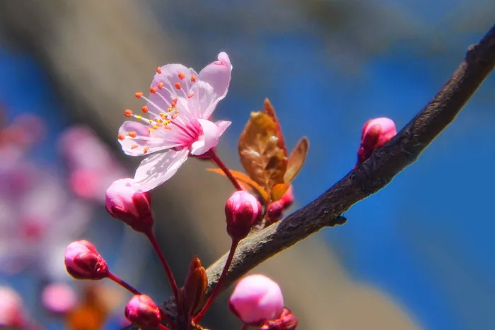 公园，红色，浪漫，格登，春天，自然，粉红色，植物