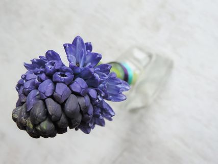 风信子，紫色，花，颜色，紫色，花，静物，芳香的花，桌子