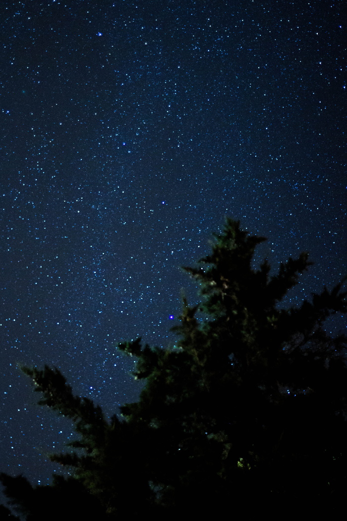 星星，estrellano天空，夜晚，树木，天空，风景，夜空，黑暗