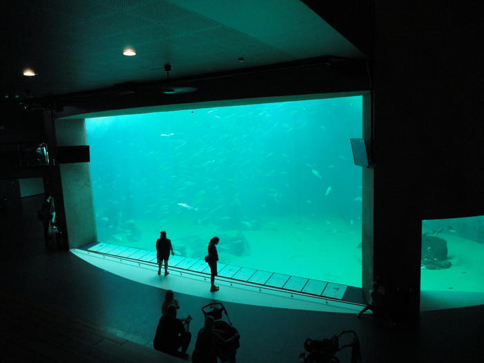 丹麦，hirtshals，nordsøen oceanarium（hirtshals），海洋，水族馆，水，室内，海