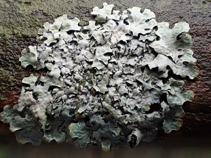 真菌, 自然, 树, 没有人, 特写, 一天, 植物, 增长 真菌, 自然, 树, 没有人, 特写, 一天, 植物, 增长
