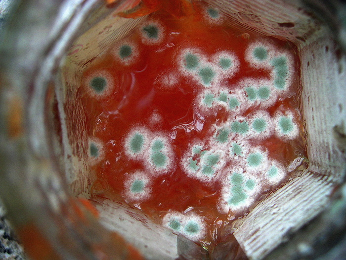绿色、霉菌、有害、宏、孢子、绿色霉菌、有害霉菌、腐败