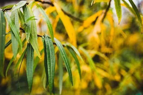 秋季细节 秋季细节