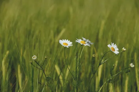 大自然，田野，花朵，草地，美丽，模糊，花蕾，洋甘菊