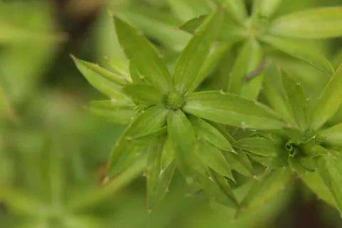 绿色，芫荽，植物，花，自然，绿色，叶子，生长
