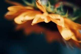 薄雾、朦胧、聚焦、非模糊、模糊、绿色、奇异、单一