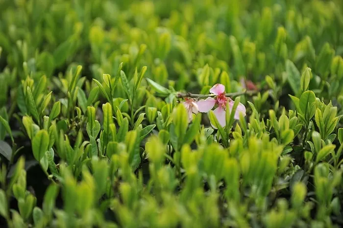 茶园，茶叶，绿茶，植物，花卉，开花植物，生长，自然之美