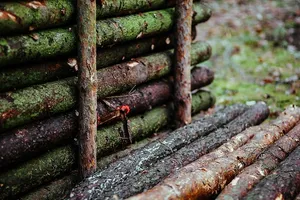 在秋天的森林里散步