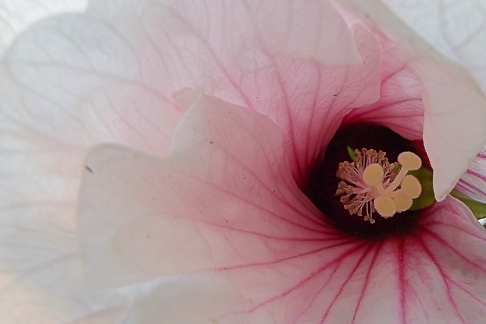 芙蓉，巨大芙蓉，开花，开花，关闭，白花，夏天，花